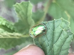 Charidotella bifossulata