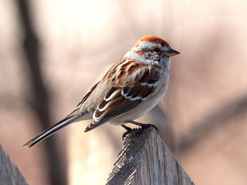 American Tree Sparrow, photo 8 of 10