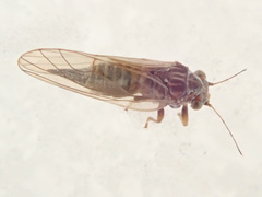 Cacopsylla melanoneura