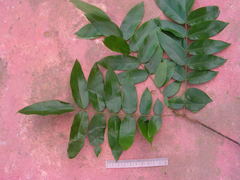 Andira fraxinifolia