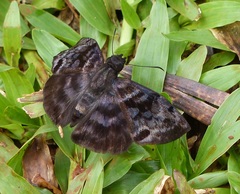 Ebrietas anacreon anacreon