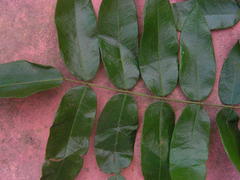 Andira fraxinifolia