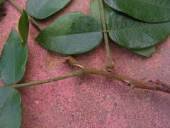 Andira fraxinifolia