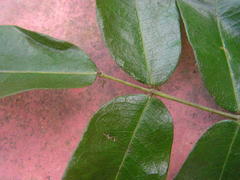 Andira fraxinifolia
