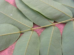 Andira fraxinifolia