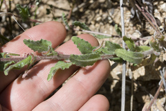 Camissoniopsis
