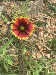 Gaillardia pulchella image