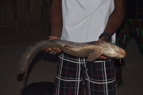 African Arowana
