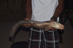 Heterotis niloticus