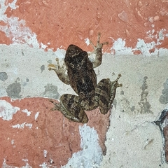 Scinax acuminatus