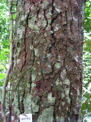 Bowdichia virgilioides