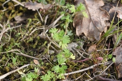 Alchemilla australis