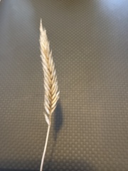 Agropyron