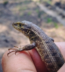 Stenocercus modestus