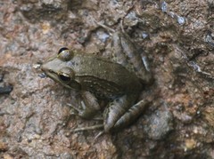 Ptychadena anchietae