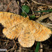 Orange Moth - Photo (c) Claudio Labriola, some rights reserved (CC BY-NC), uploaded by Claudio Labriola