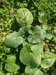 Lunaria annua