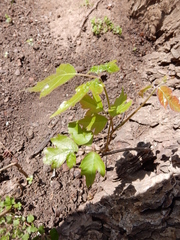 Toxicodendron radicans negundo
