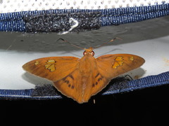 Dyscophellus phraxanor