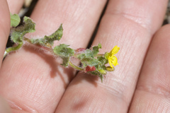 Camissoniopsis