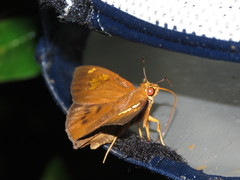 Dyscophellus phraxanor