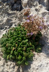 Limonium phitosianum