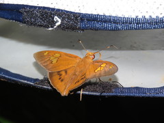 Dyscophellus phraxanor
