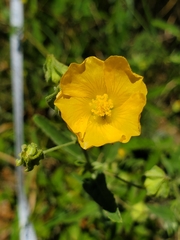 Sida chrysantha image