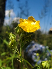Sida chrysantha image