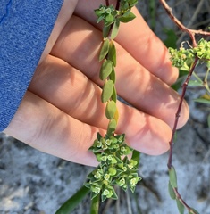 Euphorbia mesembryanthemifolia image