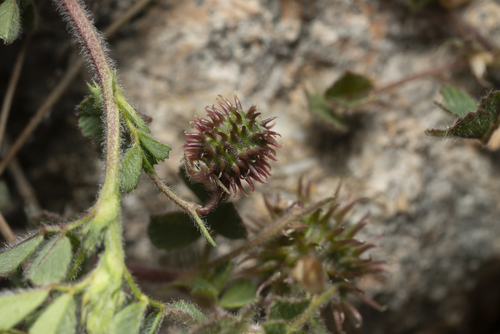 Image of Medicago constricta by (c) Eleftherios Katsillis, some rights reserved (CC BY)