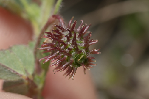 Image of Medicago constricta by (c) Eleftherios Katsillis, some rights reserved (CC BY)