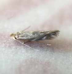 Bucculatrix staintonella