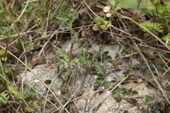 Medicago constricta