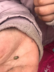 Diabrotica undecimpunctata