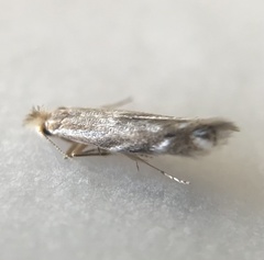 Bucculatrix staintonella