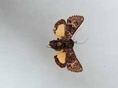 Coranarta macrostigma