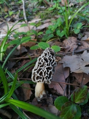 Morchella esculenta umbrina