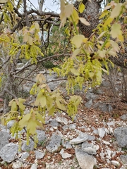 Quercus laceyi