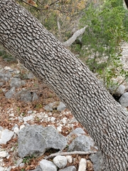 Quercus laceyi
