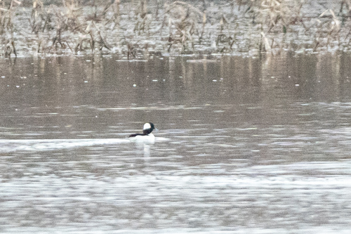 Bufflehead photographed in Iowa