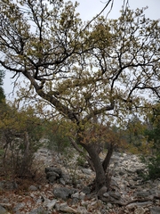 Quercus laceyi