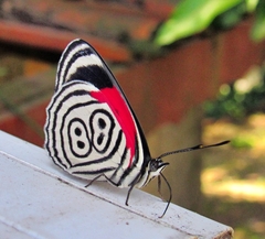 Diaethria clymena