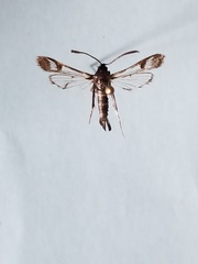 Synanthedon helenis