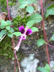 Cuphea calaminthifolia