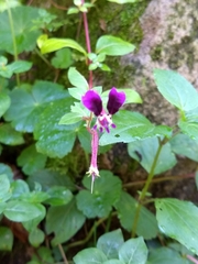 Cuphea calaminthifolia