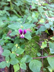 Cuphea calaminthifolia