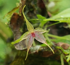 Platystele caudatisepala