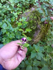 Cuphea calaminthifolia