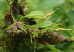 Platystele caudatisepala